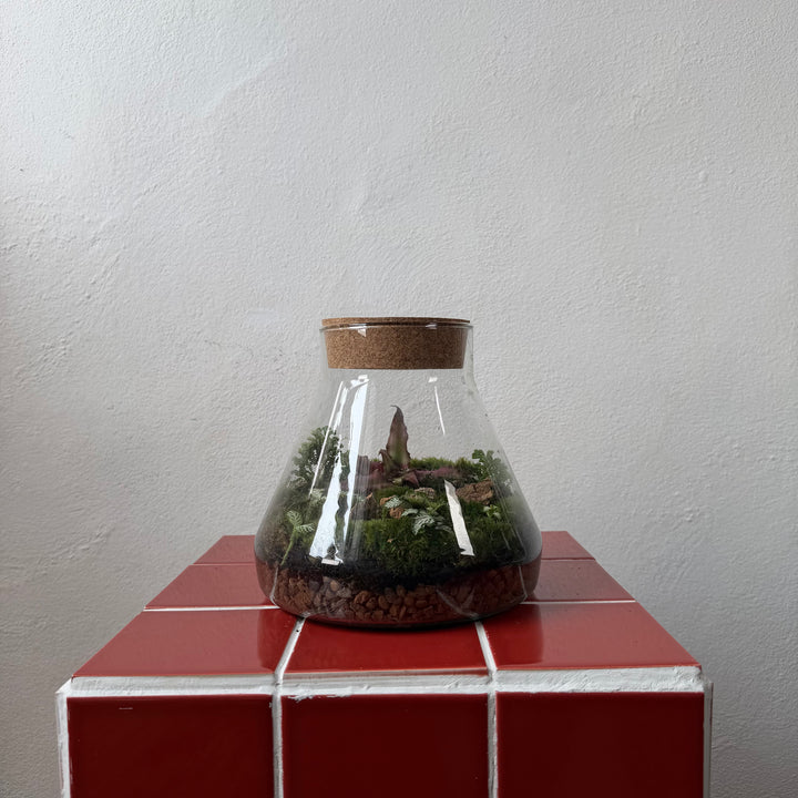 Plant.Studio 'Moonlanding' Terrarium