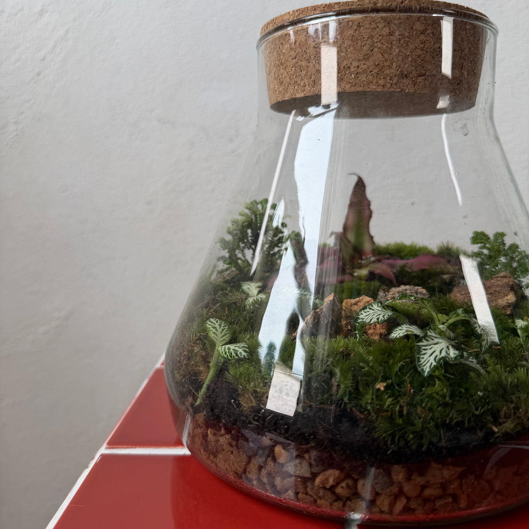 Plant.Studio 'Moonlanding' Terrarium