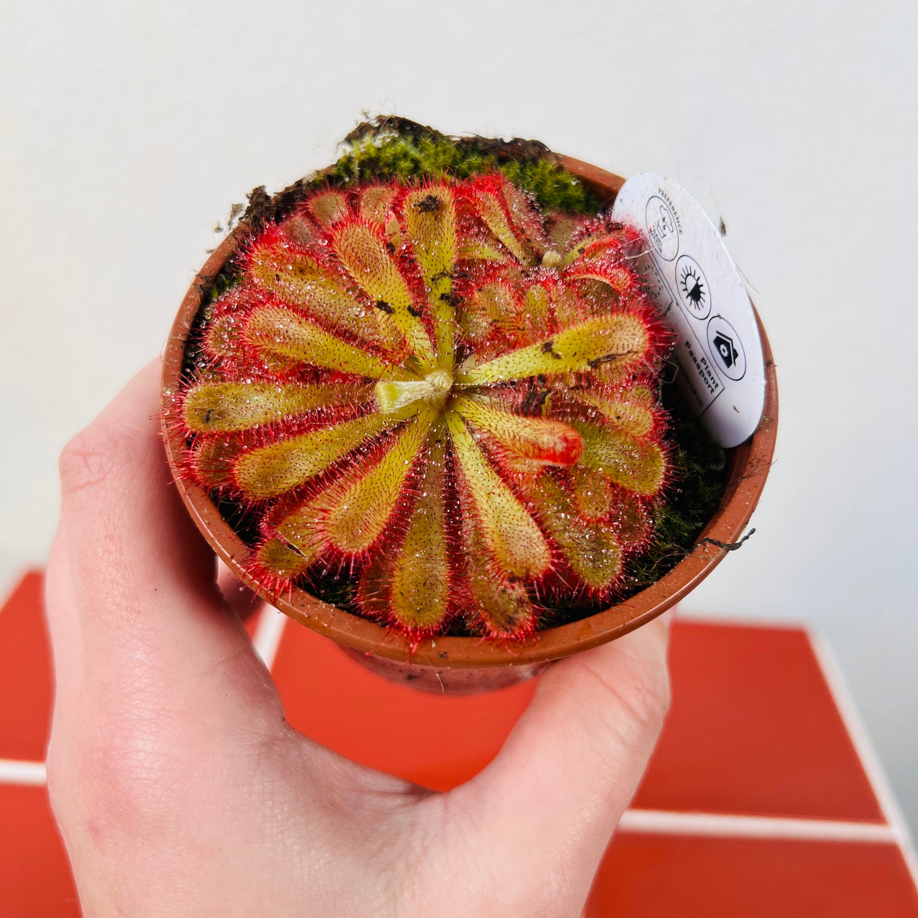 sundew potting mix Drosera Mix - Lucky dip Drosera sp