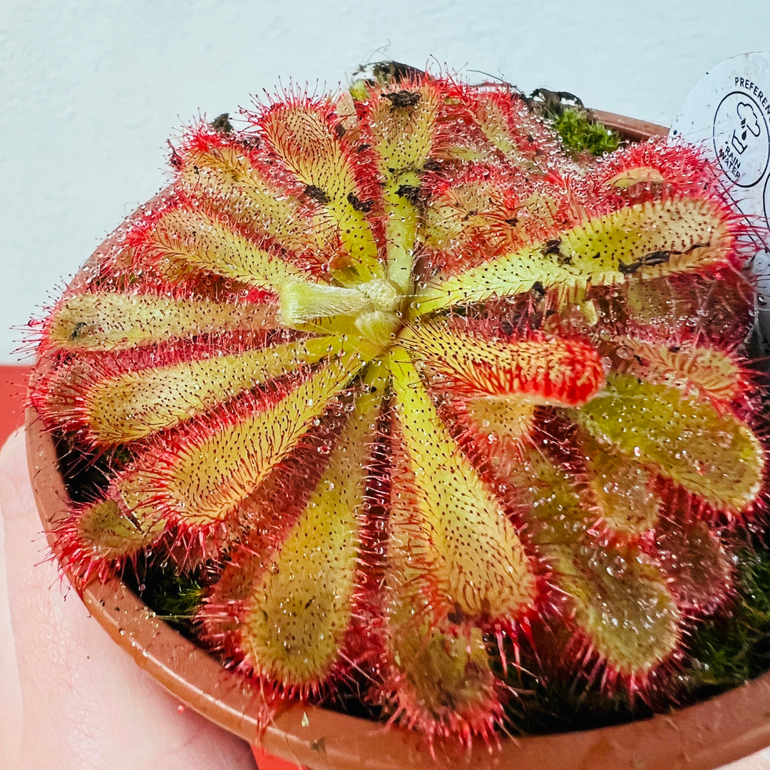 Drosera Mix - Lucky dip Drosera sp. - Sundew