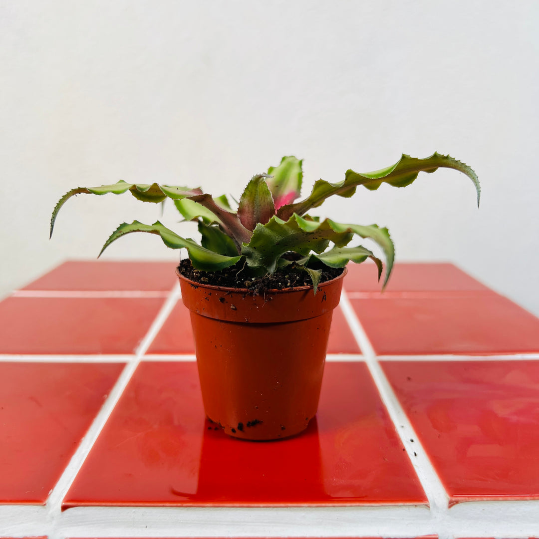 Cryptanthus Mix – Earth Star Plants