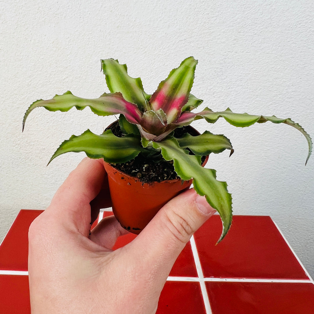 Cryptanthus Mix – Earth Star Plants