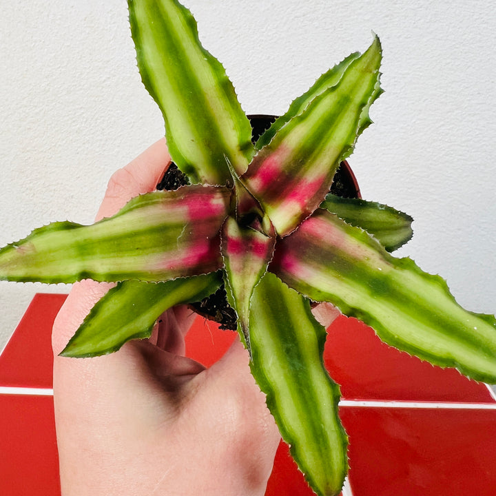 Cryptanthus Mix – Earth Star Plants