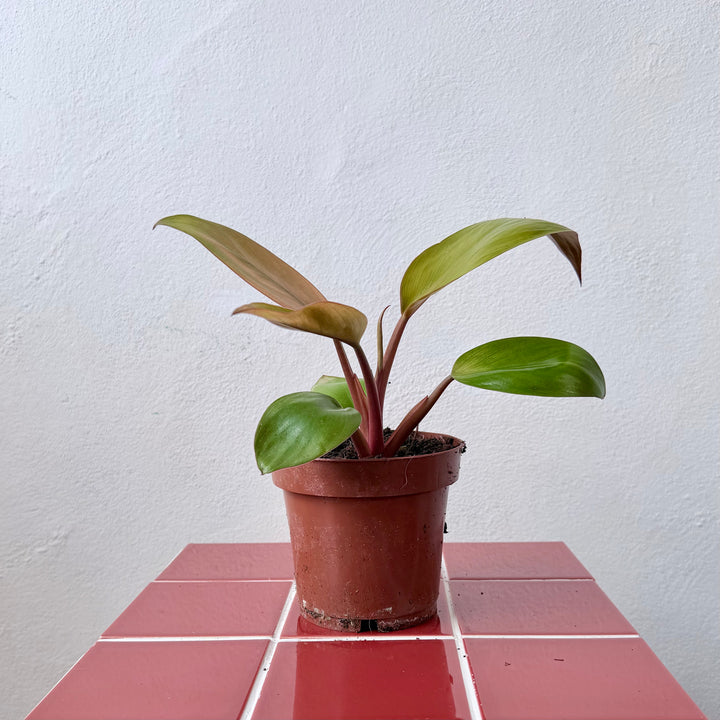Philodendron Mars