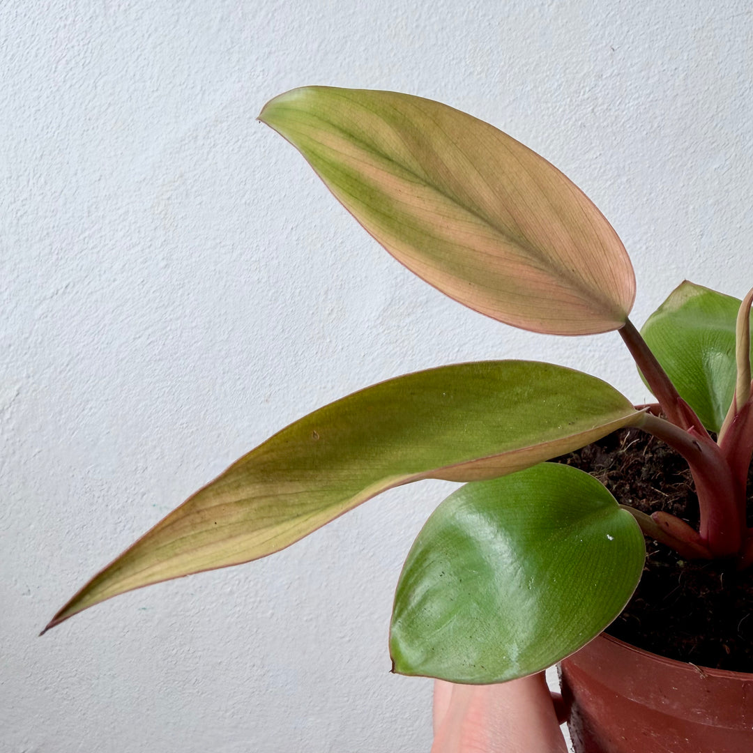 Philodendron Mars