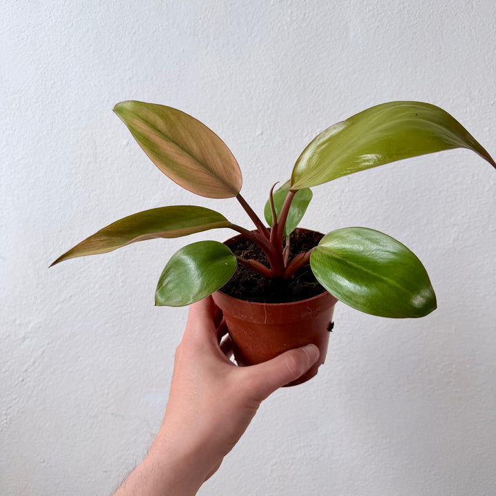 Philodendron Mars