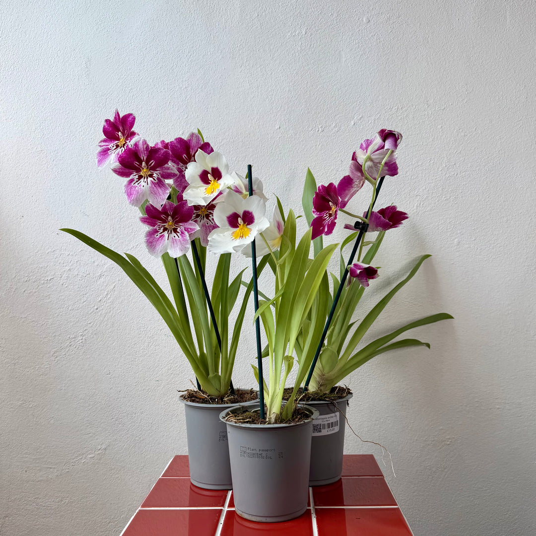 Miltoniopsis Orchid Mix