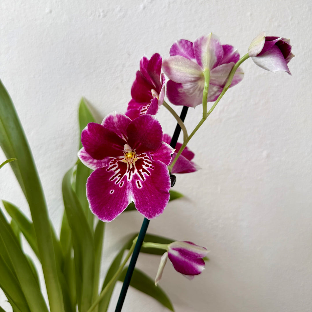 Miltoniopsis Orchid Mix