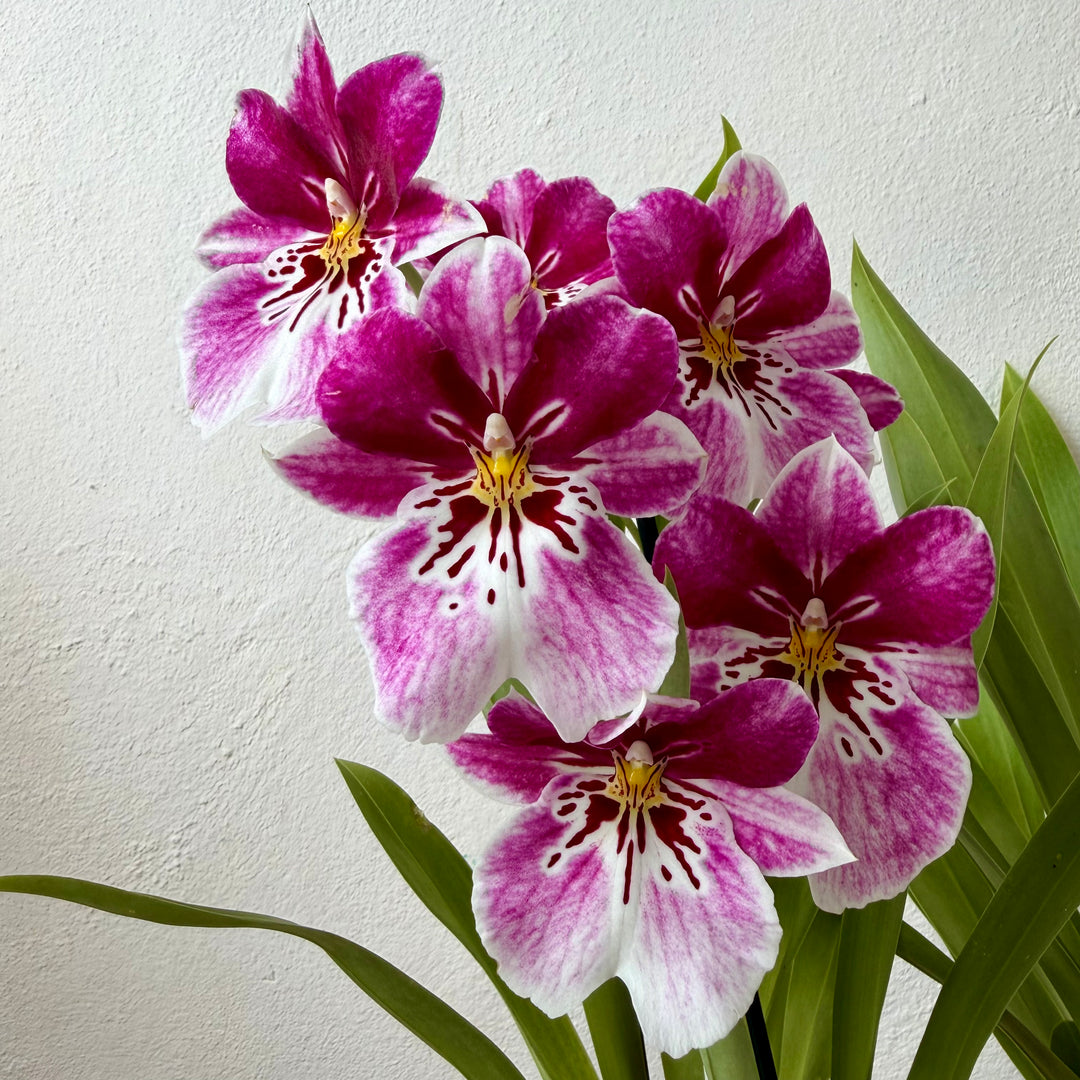 Miltoniopsis Orchid Mix