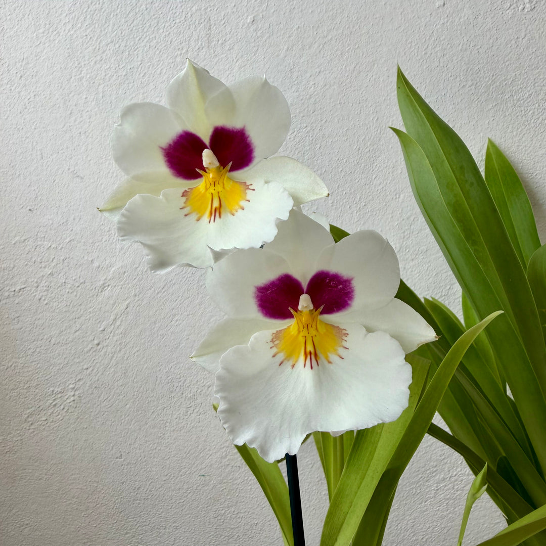 Miltoniopsis Orchid Mix