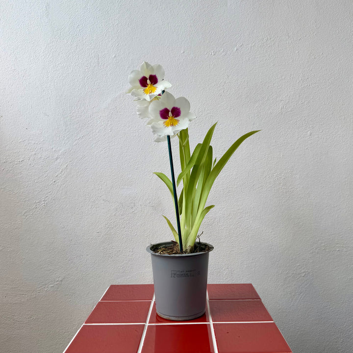 Miltoniopsis Orchid Mix