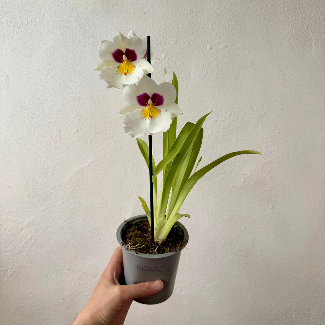 Miltoniopsis Orchid Mix