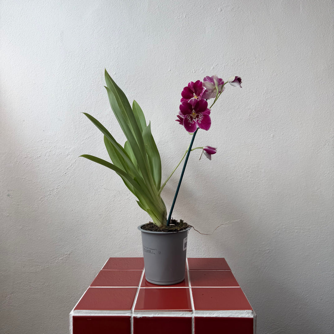 Miltoniopsis Orchid Mix