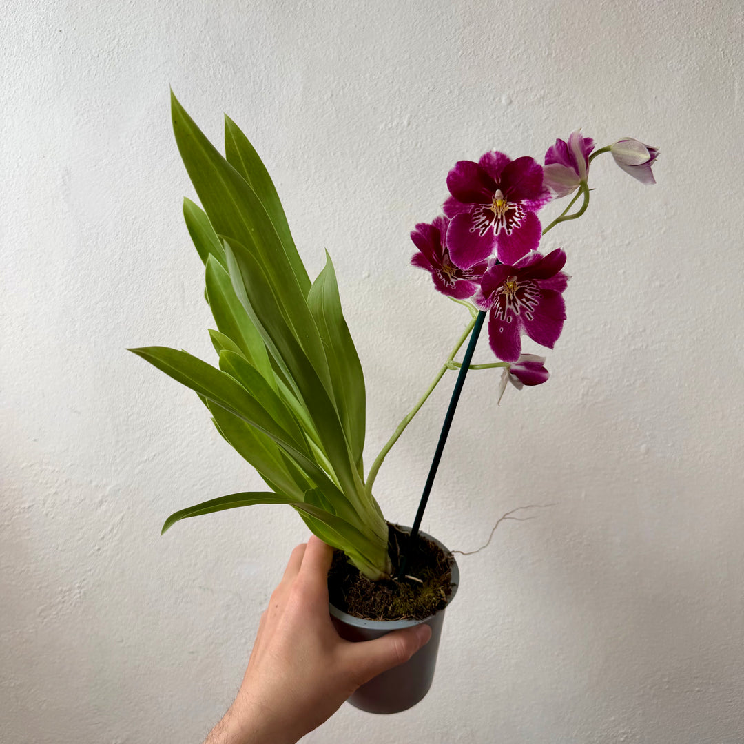 Miltoniopsis Orchid Mix