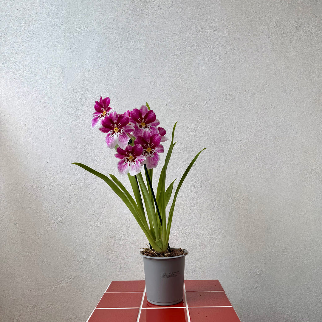 Miltoniopsis Orchid Mix