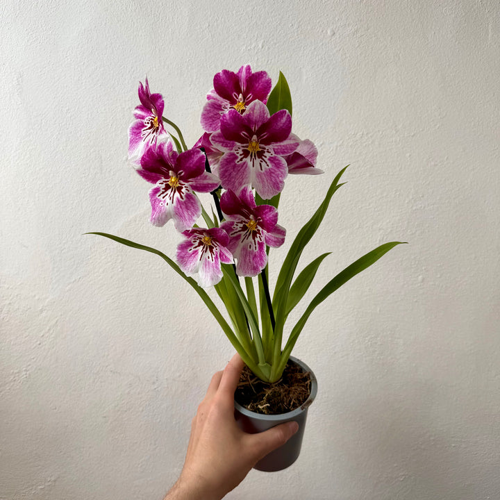 Miltoniopsis Orchid Mix