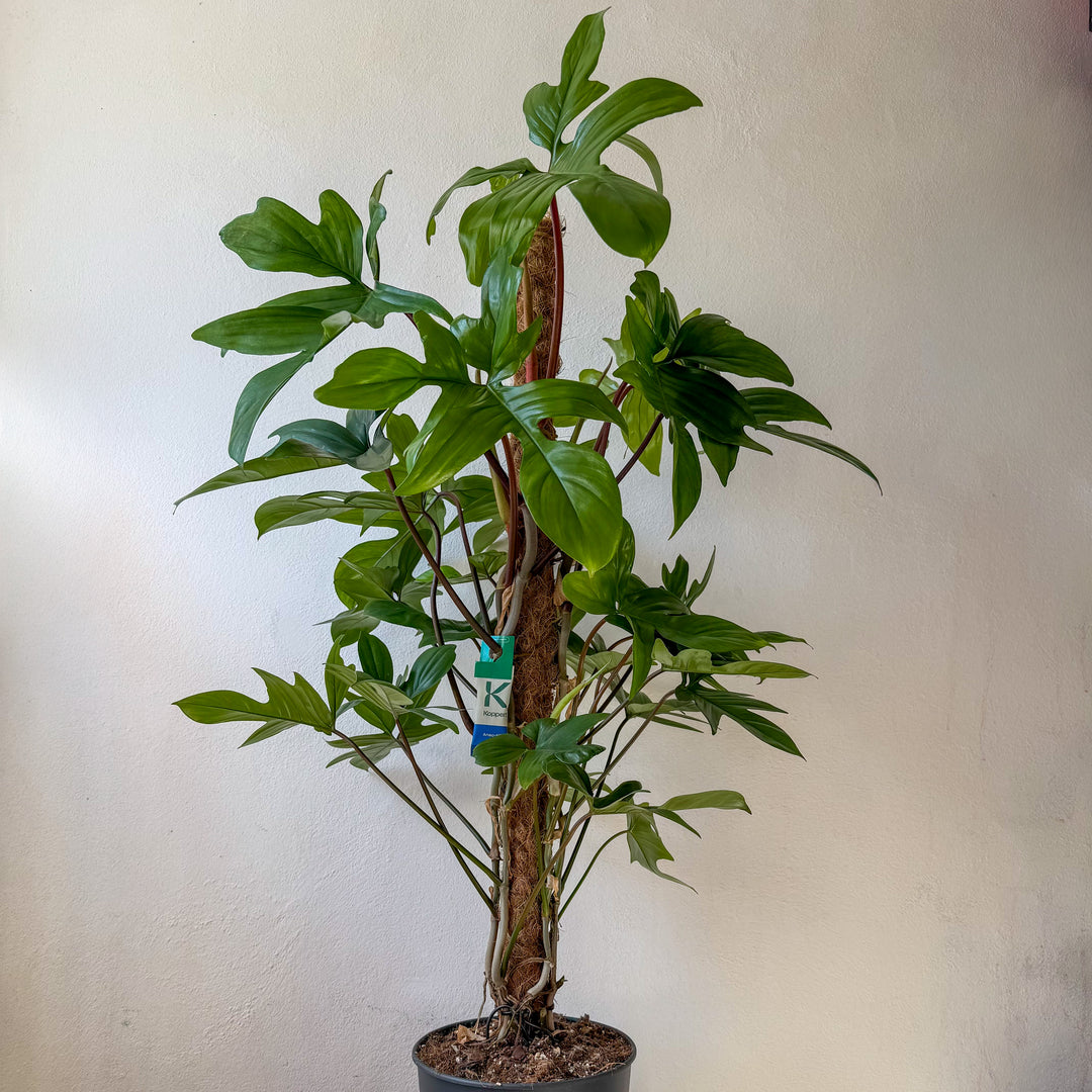 Philodendron pedatum on moss pole -Oak Leaf Philodendron
