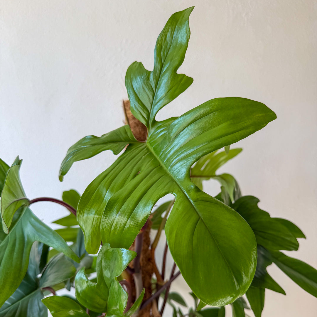 Philodendron pedatum on moss pole -Oak Leaf Philodendron