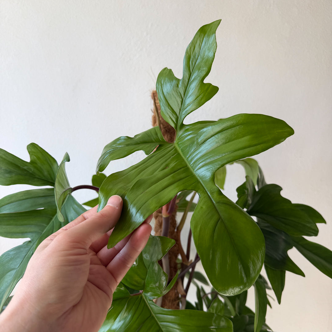 Philodendron pedatum on moss pole -Oak Leaf Philodendron