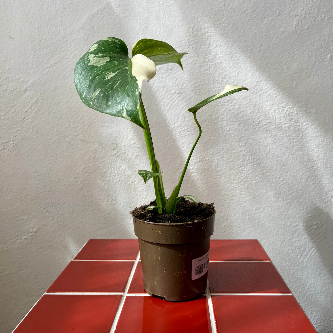 monstera thai constellation vs monstera deliciosa Monstera deliciosa 'Thai Constellation' – Rare Variegated Houseplant – Plant Studio