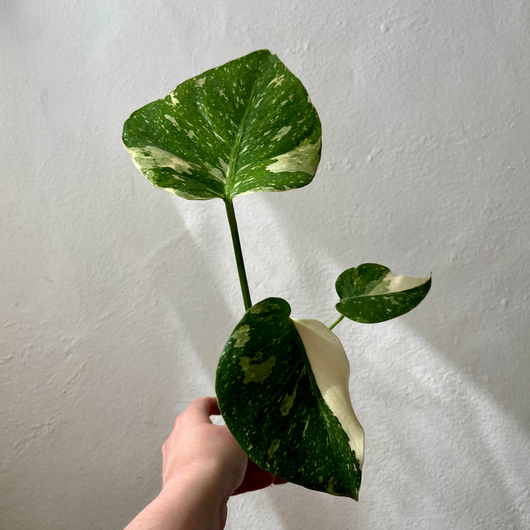 monstera deliciosa variegata vs thai constellation Monstera deliciosa 'Thai Constellation' – Rare Variegated Houseplant – Plant Studio