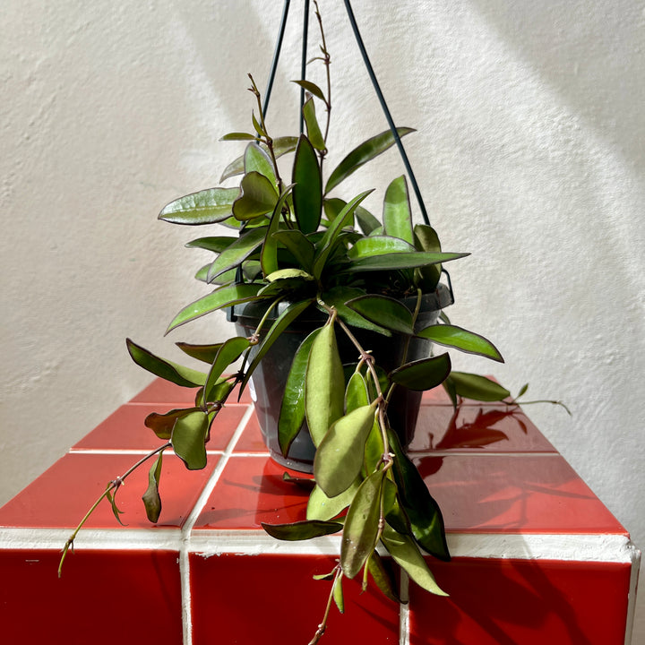 Hoya Rosita