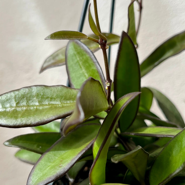 Hoya Rosita