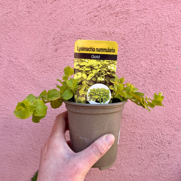 lysimachia nummularia - creeping jenny -UK grown