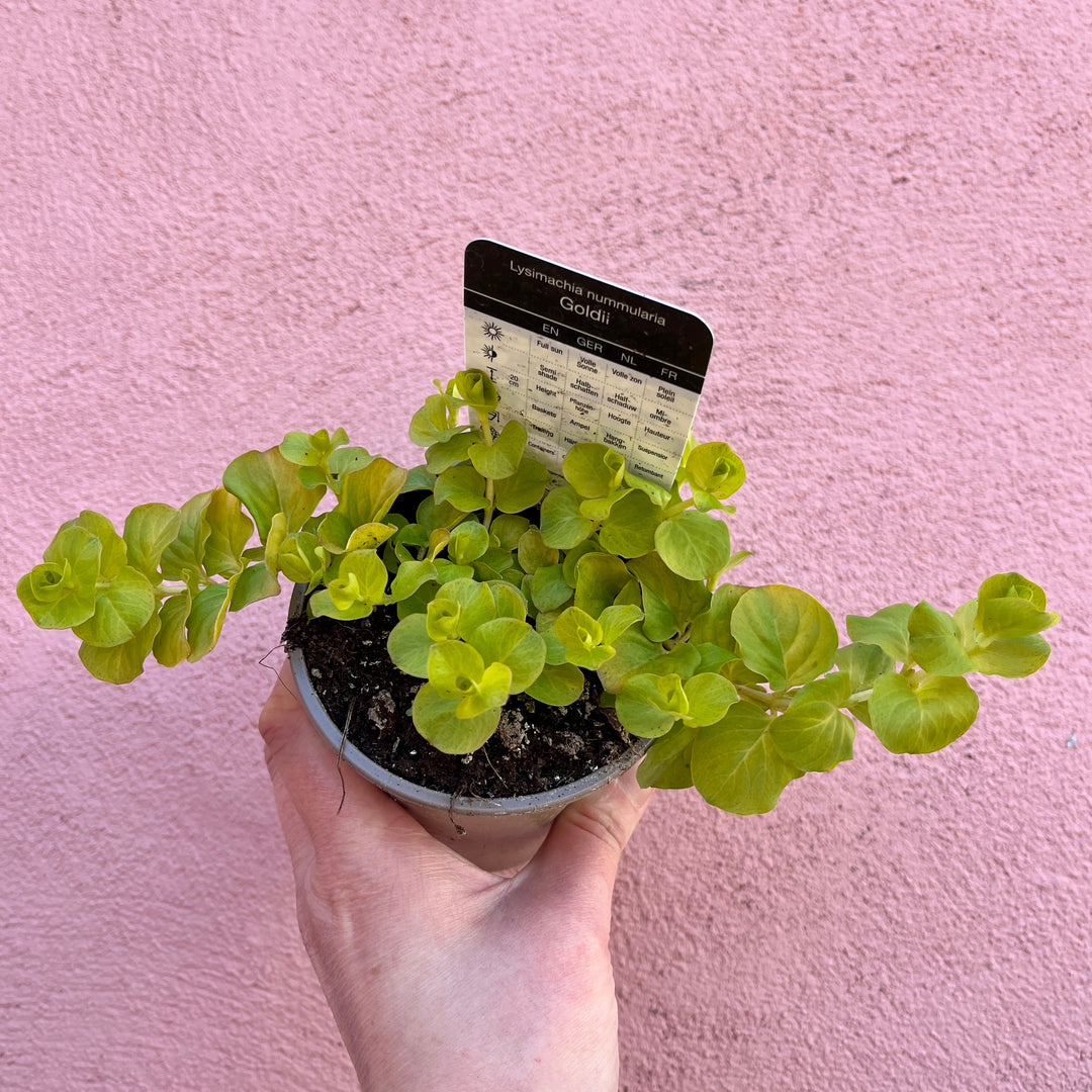 lysimachia nummularia - creeping jenny -UK grown