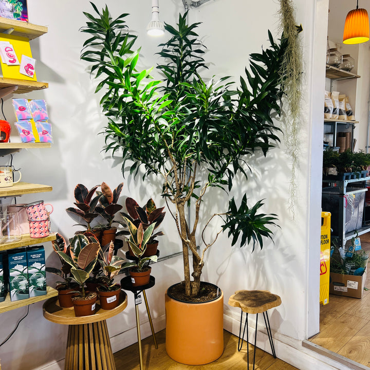 Dracaena Reflexa Pleomele