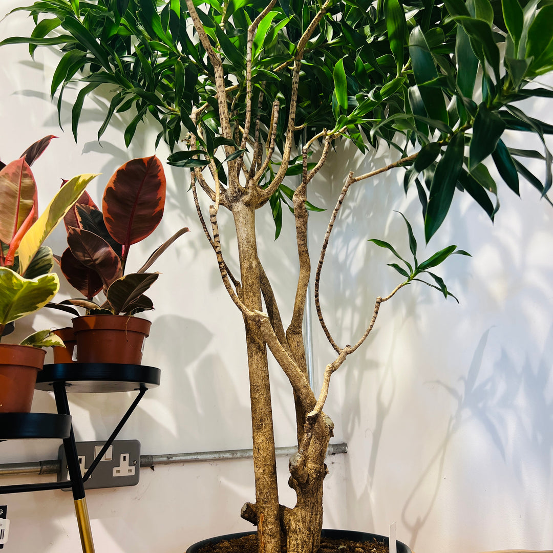 Dracaena Reflexa Pleomele