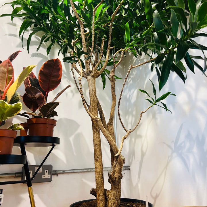 Dracaena Reflexa Pleomele