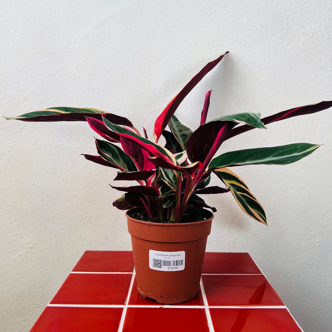 Stromanthe sanguinea 'Triostar'