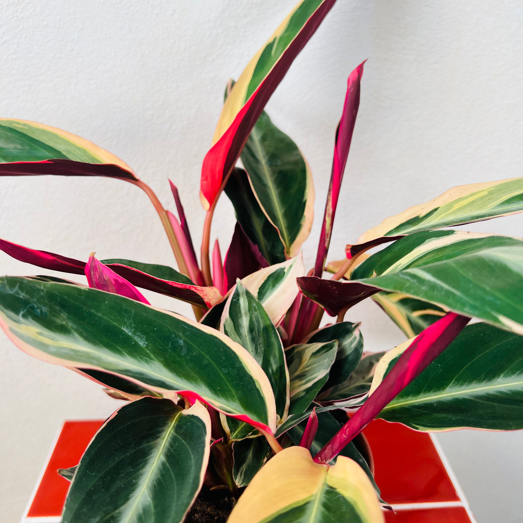 Stromanthe sanguinea 'Triostar'