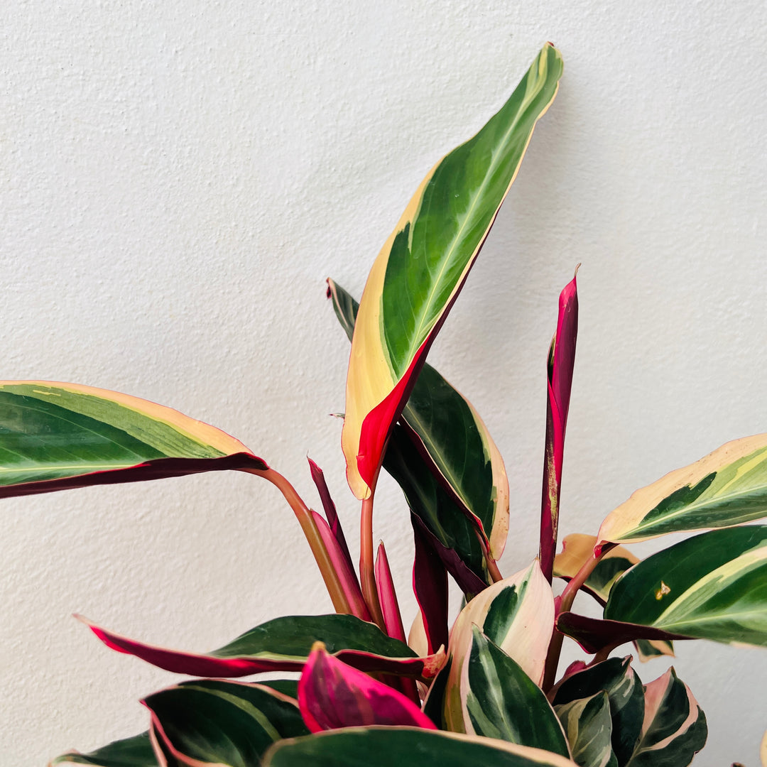 Stromanthe sanguinea 'Triostar'