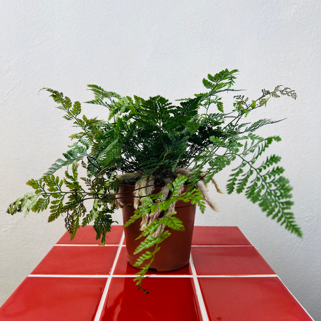 Humata Tyermannii - Rabbit foot fern