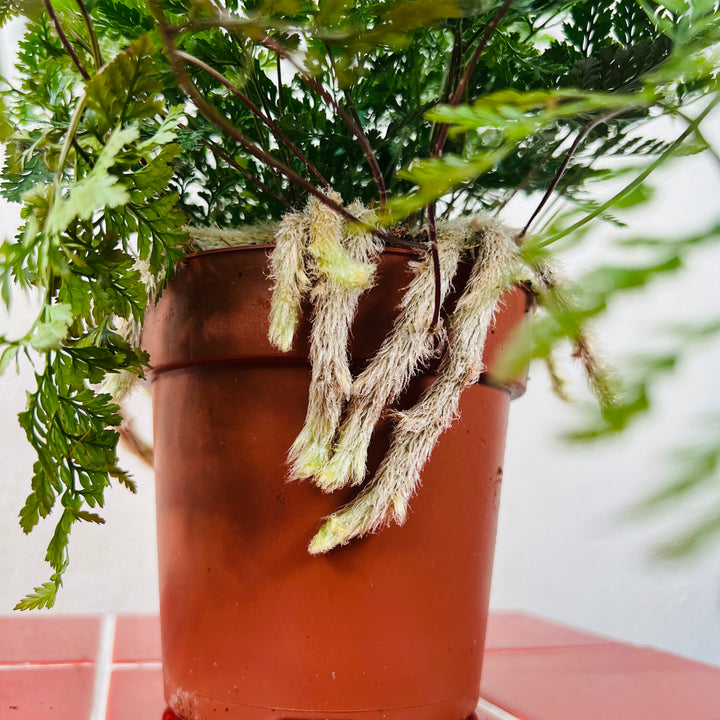Humata Tyermannii - Rabbit foot fern