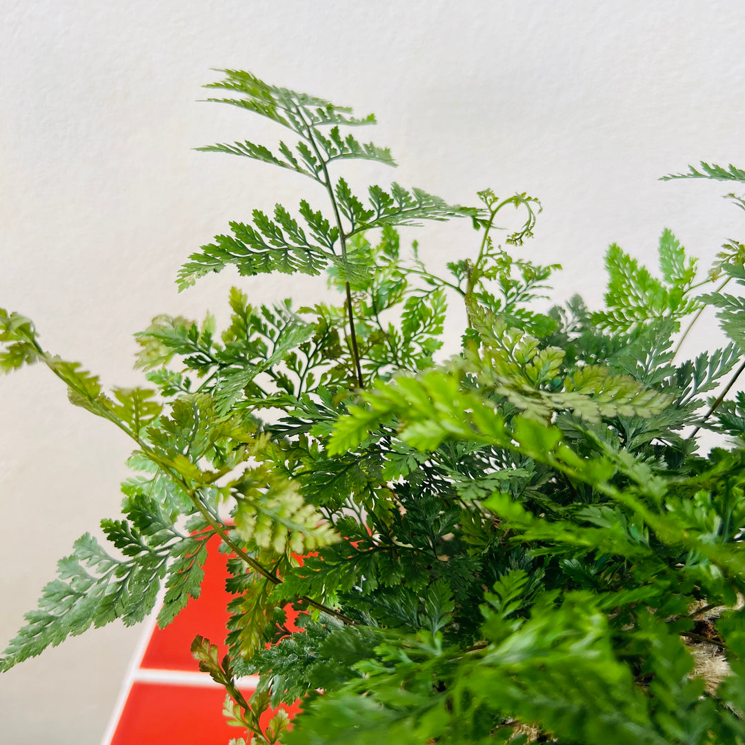 Humata Tyermannii - Rabbit foot fern