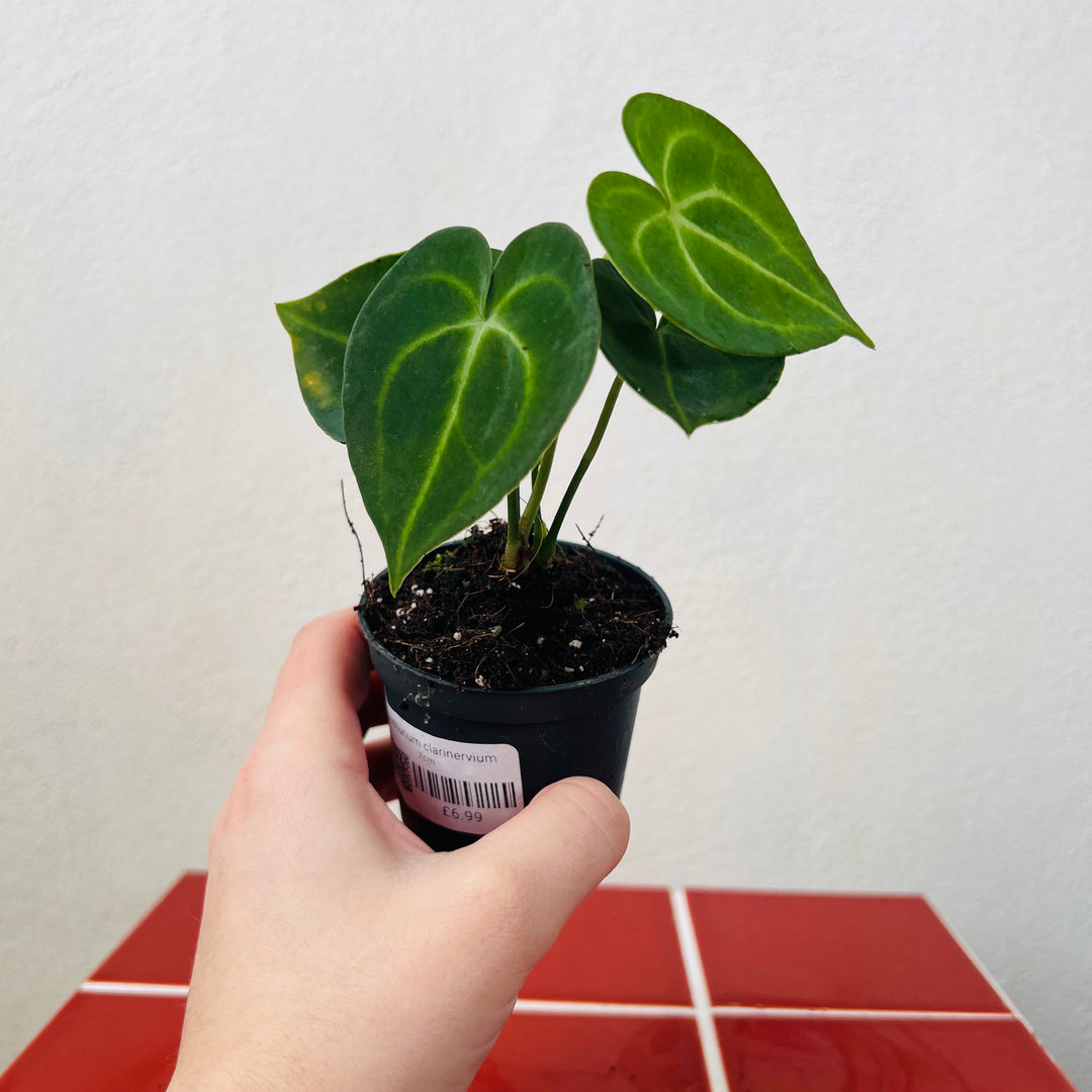 anthurium clarinervium houseplant Anthurium Clarinervium – Plant Studio