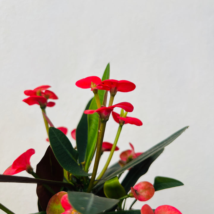 Euphorbia Milii 'maxi Olympia' - Crown of thorns