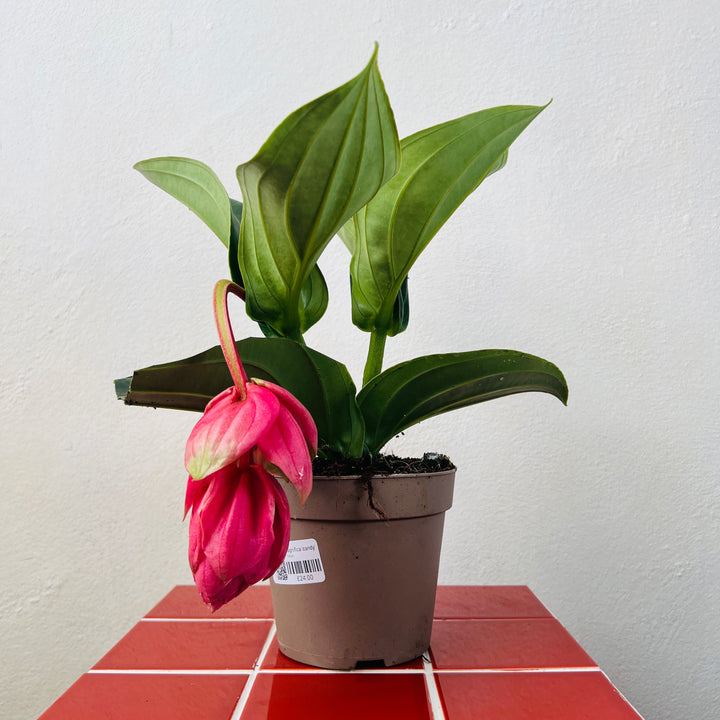 Medinilla Magnifica 'Candy'