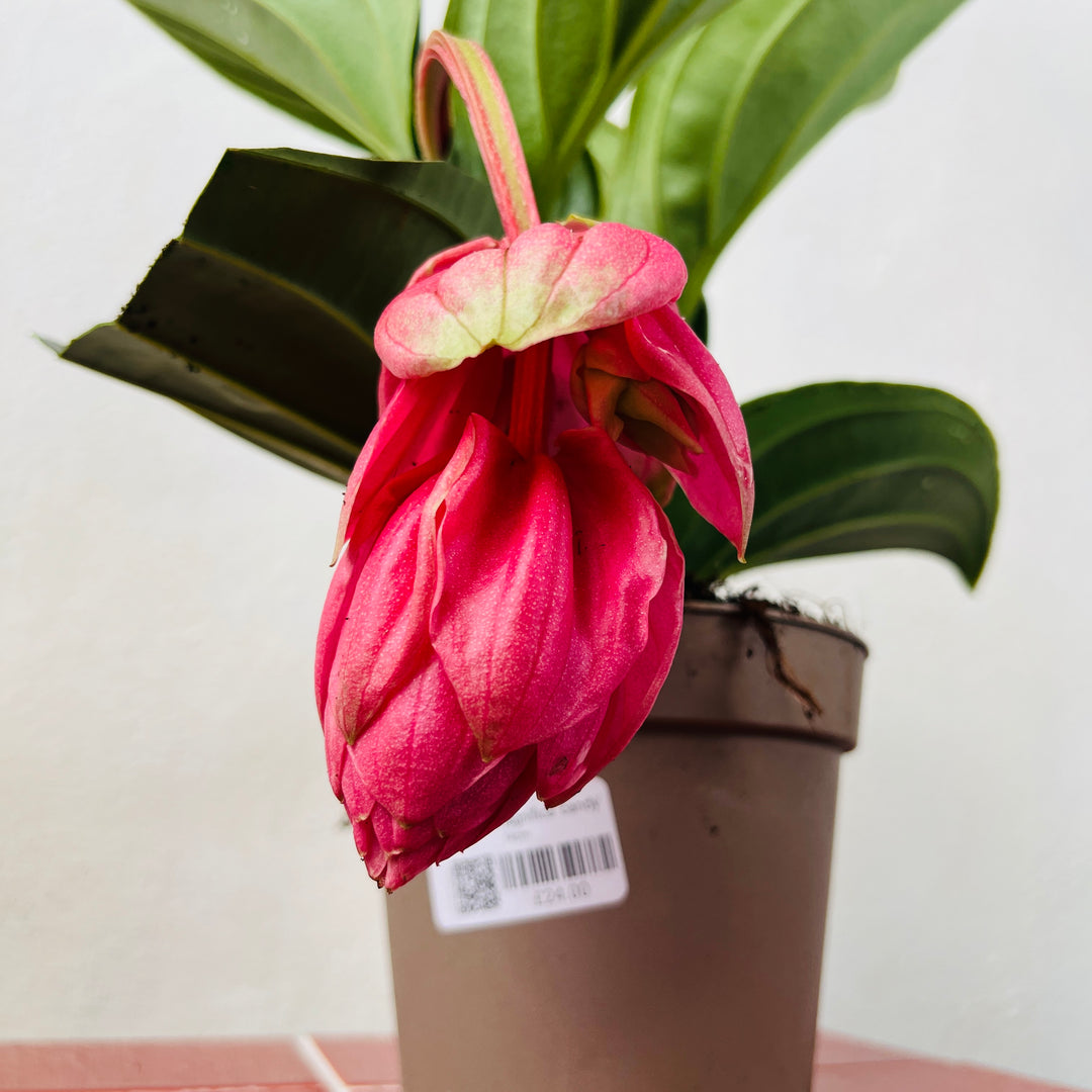 Medinilla Magnifica 'Candy'