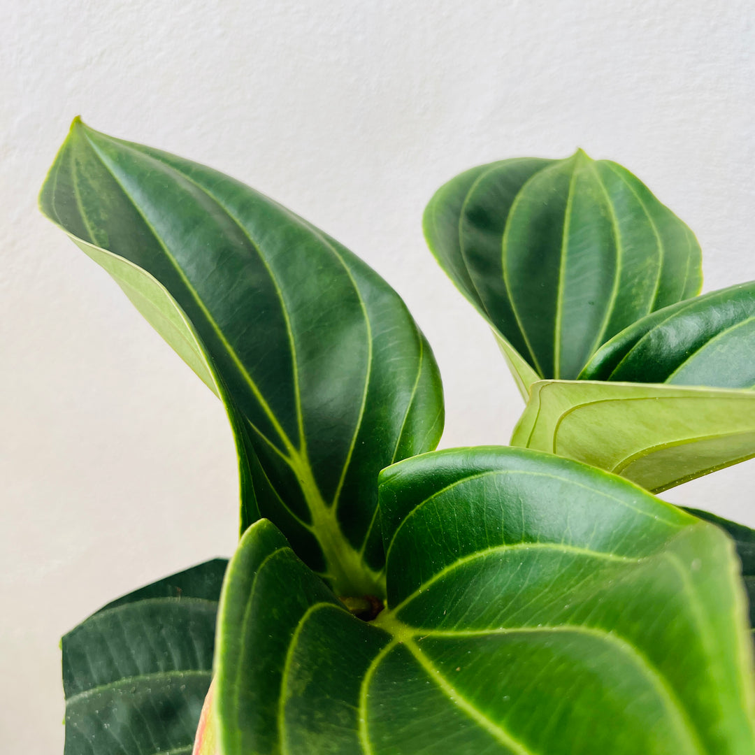Medinilla Magnifica 'Candy'