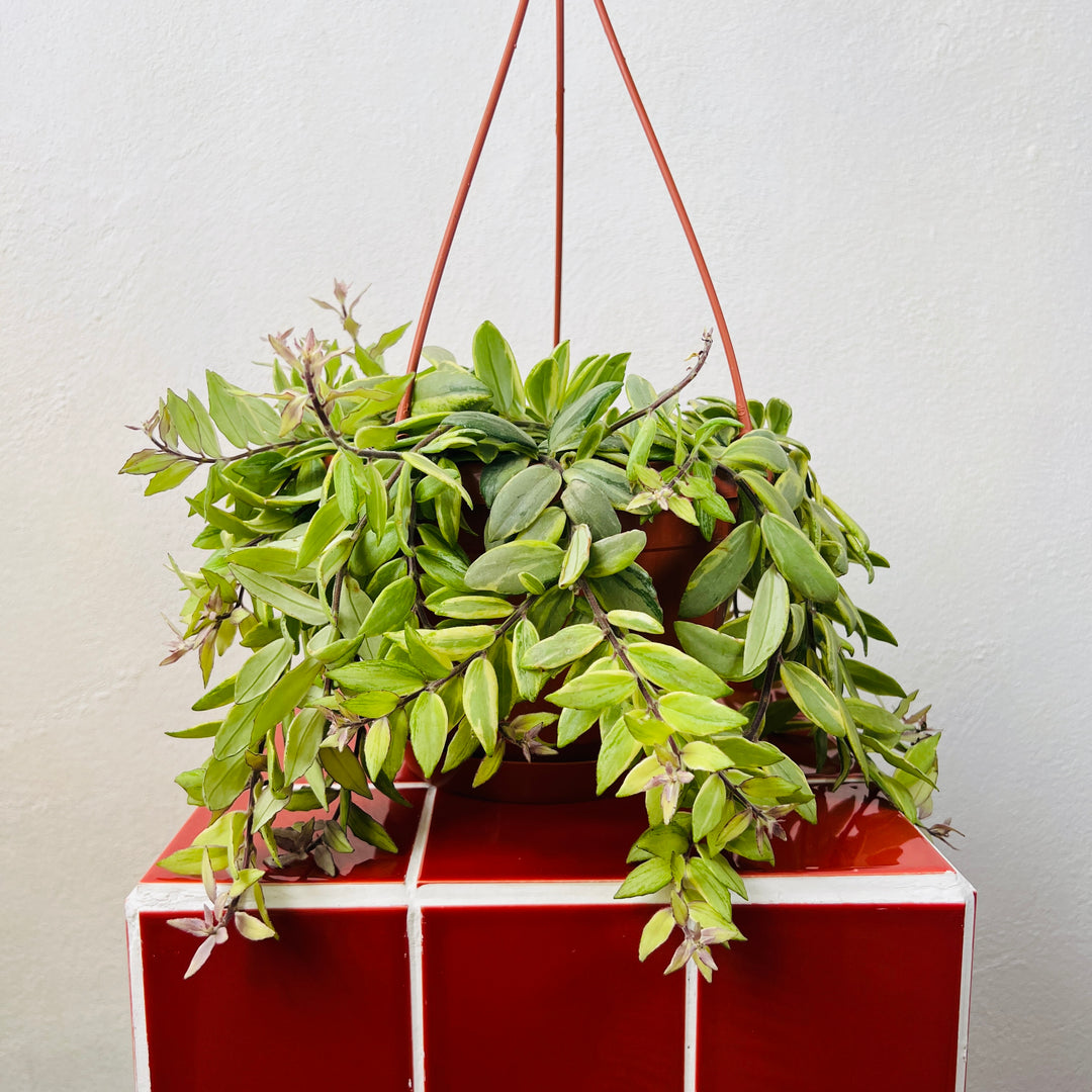Aeschynanthus 'Bolero Bicolore' - lipstick plant