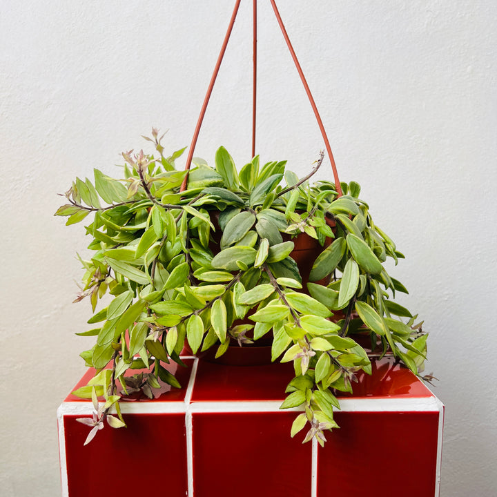 Aeschynanthus 'Bolero Bicolore' - lipstick plant