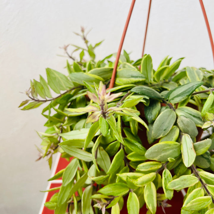 Aeschynanthus 'Bolero Bicolore' - lipstick plant