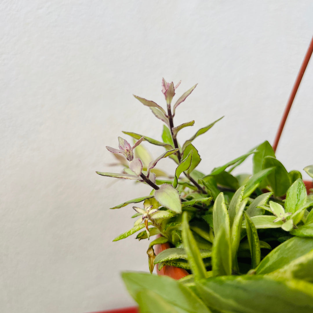 Aeschynanthus 'Bolero Bicolore' - lipstick plant