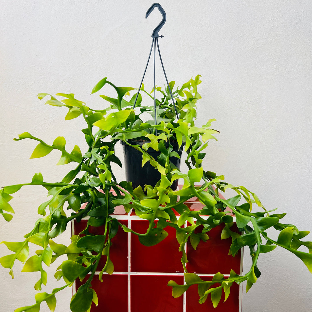 hanging cactus indoor plants Epiphyllum Chrysocardium – Rare Fern Leaf Cactus – Plant Studio