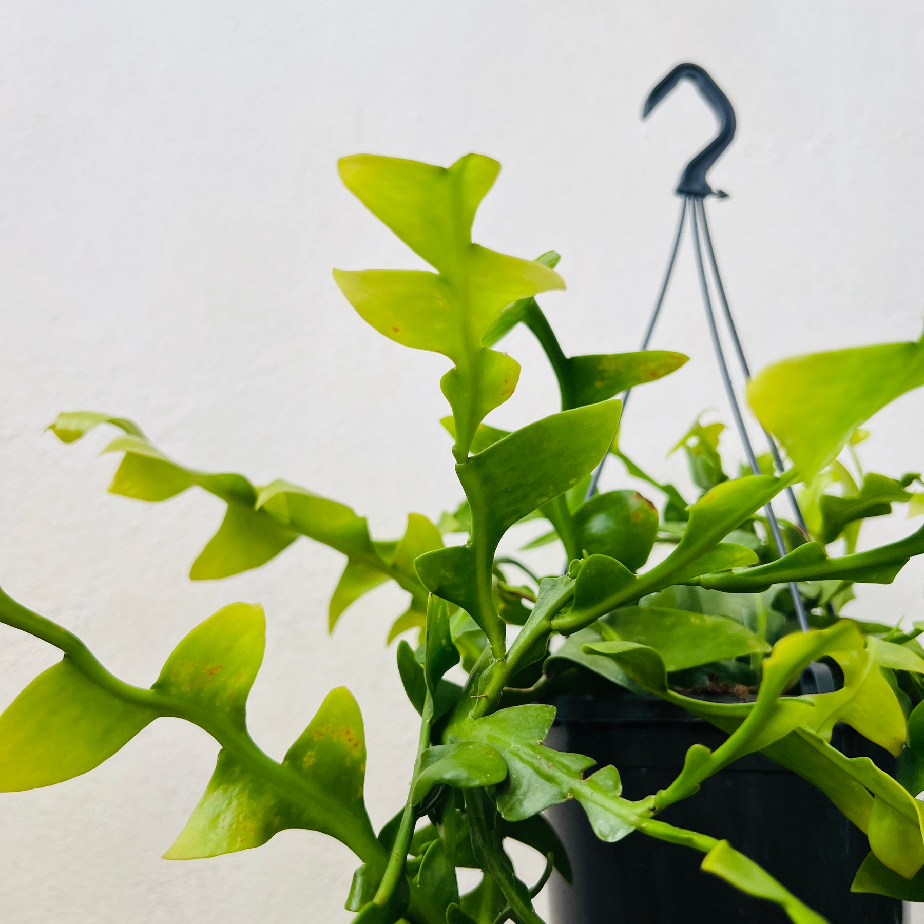 Epiphyllum Chrysocardium – Rare Fern Leaf Cactus – Plant Studio