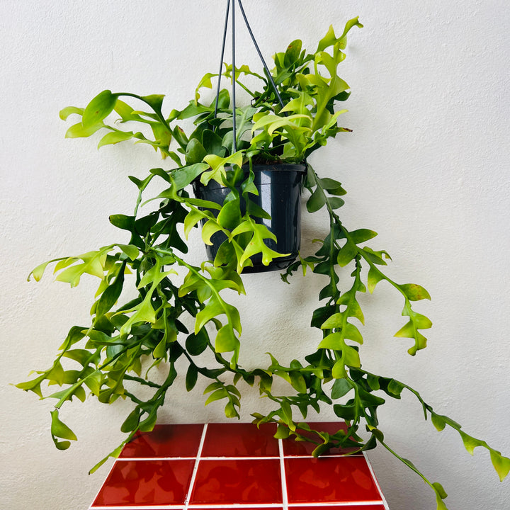 Epiphyllum Chrysocardium -Fern Leaf Cactus